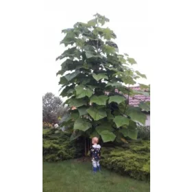    ТАЗГОДИШНАТА СЕЯБКА НА Пауловния Shan Tong OXY.