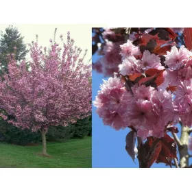  ROYAL BURGUNDY Японска череша в саксия