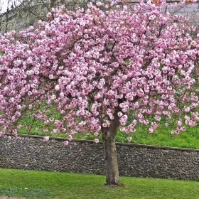    КАНЗАН резена череша, розова красавица В САКСИЯ