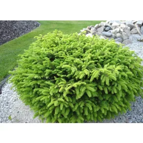    Обикновена смърч NIDIFORMIS DWARF смърч Picea abies ГОЛЯМ РАЗСЪД