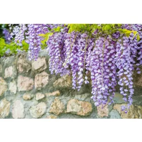    Глициния MACROBOTRYS китайска глициния КРАСИВА ЛАВАНДУЛА ПАЛЮЗНА ГОЛЯМ РАЗСАД