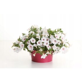  Петунии Supertunia VISTA SILVERBERRY P7 - 6 бр