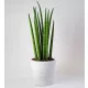 Разсад Sansevieria Cylindrica в съд 0,5-1л