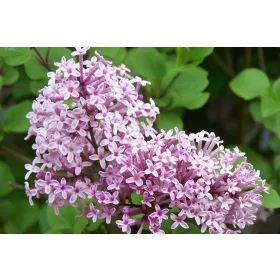    Лилави, розови люляци, разсад в съд 2-3л, 20-30 см.