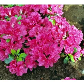    Рододендрони и азалии лилави, пъстри, розови разсад в 2-3 литров съд 20-30 см.