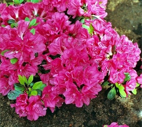  Рододендрони и азалии лилави, пъстри, розови разсад в 2-3 литров съд 20-30 см.