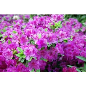    Рододендрони и розови азалии разсад в съд 2-3л 20-30см