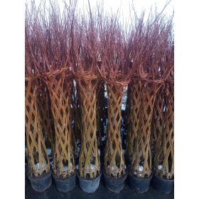    Разсад от върба в съд 3-5 литра 140-150см