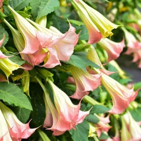  Brugmansia datura РОЗОВ АНГЕЛ ТРУМПТС