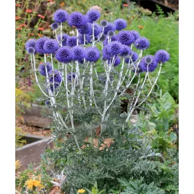    Обикновен мъх SEEDING XXL лилаво медоносно растение за сухи растения