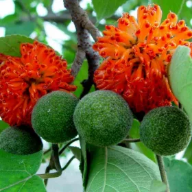    НЕОБИЧАЙНА БРУЗОНЕТИЯ - ХАРТИЕНА ЧЕРНИЦА, КРАСИВИ ГОЛЕМИ СЕМКИ