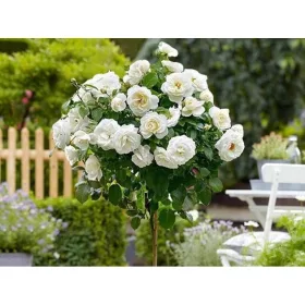  Разсад бяла роза в съд 3-5л