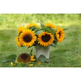  TAIYO слънчогледови семки