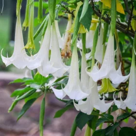 Brugmansia sanguinea datura БЯЛ АНГЕЛ ТРУМП