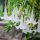  Brugmansia sanguinea datura БЯЛ АНГЕЛ ТРУМП
