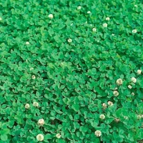  Аберкрест семена 500гр