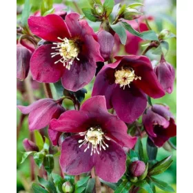    ИЗТОЧЕН КУМЕРИК СИНГЛ ЧЕРВЕН ЗЕЛЕН ЦЕНТЪР - разсад в саксия