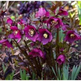    ИЗТОЧЕН КУМЕРИК ПРЕТИ ЕЛЪН РЕД - разсад в саксии