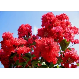  Red Lagerstroemia Red Imperator 20-40cm C1.5
