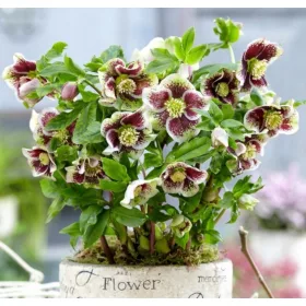    ИЗТОЧЕН ЧЕКУРИК ПЕТНИ ЕЛЕН ПЕТНИСТ - разсад в саксия