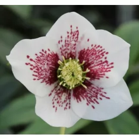    ИЗТОЧЕН ЧЕКУРИК БЯЛОПЕТНИСТ - разсад в саксия