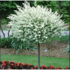    Разсад от върба в съд 2-3 литра 120-150см