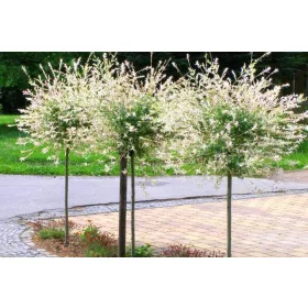    Разсад от върба в съд 2-3 литра 110-130см