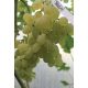  Лоза Кишмиш Балиет 40-60см