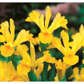    Жълт ирис многогодишен градински ирис разсад