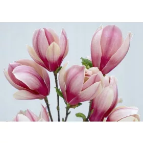    Разсад магнолии и лалета в контейнер 0,5-1л 20-30см