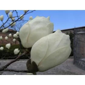    Магнолия АЛБА БЕЛИ ЛАЛЕТА Хубави РАЗСЪДИ