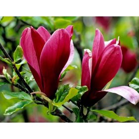    Магнолия СЮЗЪН РОЗОВ цвят ЦЪФТИ 2 ПЪТИ В ГОДИНАТА