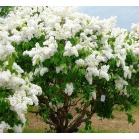    GARDEN LIBERTY WHITE // пълен цвят, прекрасен аромат!!!!!