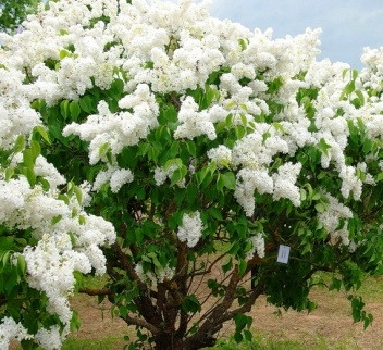  GARDEN LIBERTY WHITE // пълен цвят, прекрасен аромат!!!!!
