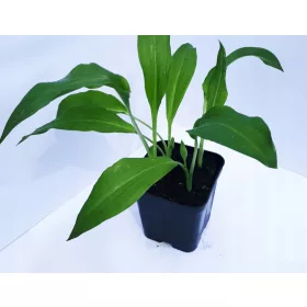  Див чесън - голям здрав разсад