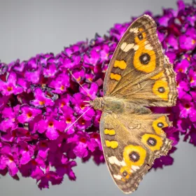    Buddleia davidii purple purple MAGENTA MUNCHKIN - разсад от пеперуден храст