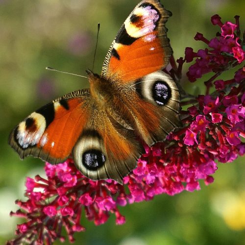  Buddleia davidii червена, розова PRINCE CHARMING - разсад пеперуден храст