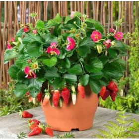    Ruby Ann Висяща ягода - хубав здрав разсад