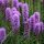  Liatris spicata 'Kobold' - Liatris spicata 'Kobold' ЛИЧНИ РАЗСЕДИ ГРАДИНА