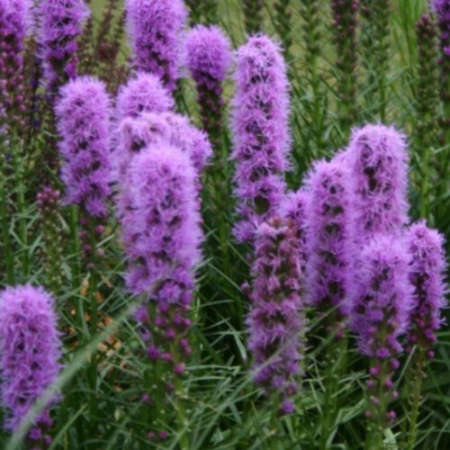  Liatris spicata 'Kobold' - Liatris spicata 'Kobold' ЛИЧНИ РАЗСЕДИ ГРАДИНА