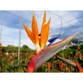    Стрелиция портокалов разсад в 2-3 литров съд