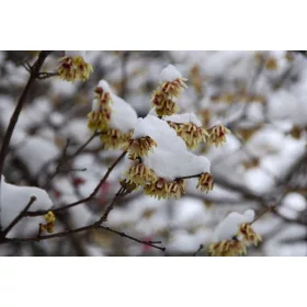    Winterflower - цветя и аромат през зимата P9