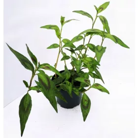    Виетнамски кориандър - хубав едър и здрав разсад