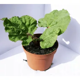    Малина Ревен - Хубав едър и здрав разсад