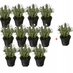    Разсад лилава лавандула в контейнер 0.5л