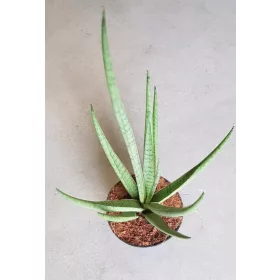  Сансевиерия "Бяла медуза"