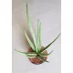 Сансевиерия "Бяла медуза"
