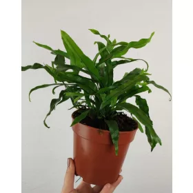    Кенгурова папрат Microsorum Diversifolium 30 см