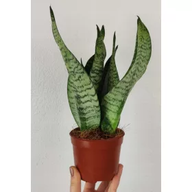  Sansevieria Zeylanica Sansevieria Snake 30см