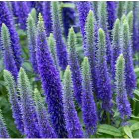    Blue speedwell Мразоустойчиви Royal Candles голям разсад 1.5л